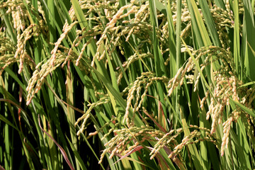 익어가는 벼이삭들