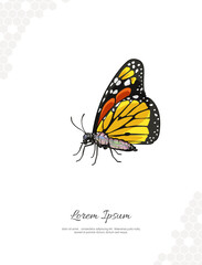 Monarch Butterfly internal anatomy for wall decoration