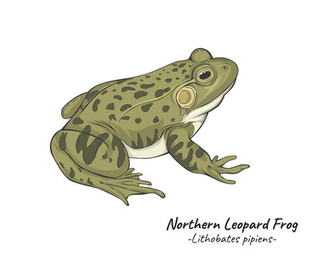 Leopard Frog illustration