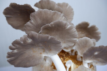 Photo of Oyster Mushrooms Growing in a Controlled Environment - Ideal for E-Commerce Websites and Online Publications
