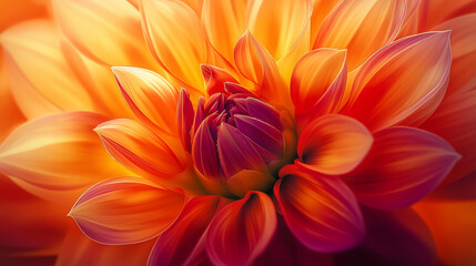Fototapeta premium A stunning dahlia flower with bold colorful petals in full bloom captured in a close-up shot. The intricate layers of the petals are enhanced by the golden evening light 