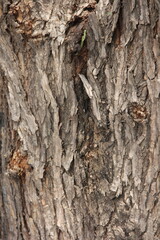 Textura de corteza de tronco de árbol