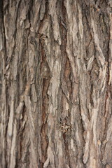 Textura de corteza de tronco de árbol