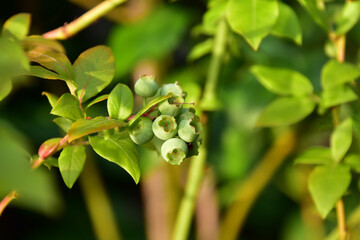 なりたてのブルーベリー