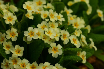 庭に咲く黄色いプリムラ