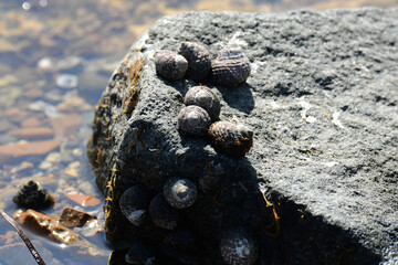 岩に着くイシダタミ