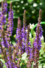 夏の庭の紫のサルビア