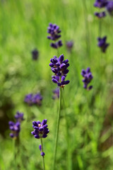 紫のラベンダーのつぼみ