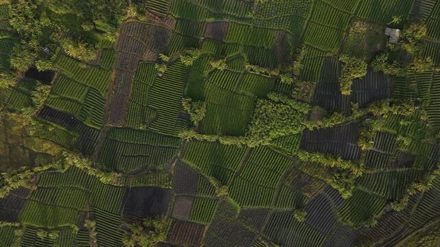 agricultura rural