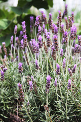 Arbusto de lavanda