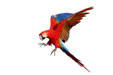 Naklejka premium Colorful flying Scarlet Macaw parrot isolated on transparent background png file