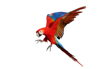 Colorful flying Scarlet Macaw parrot isolated on transparent background png file