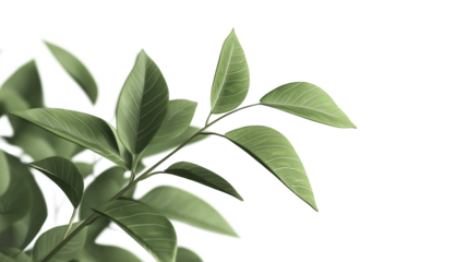 A leafy green plant with a stem and a leaf. The leaf is green and has a shiny appearance