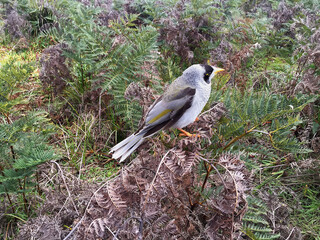 Noisy Miner Bird TasmaniaNoisy Miner Bird Tasmania