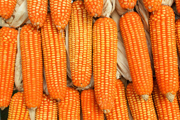 Dried corn for use as animal feed.