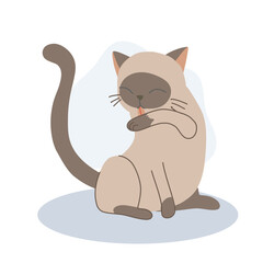 Cute kitten licking its arm for self-grooming,  cleanliness.  Adorable pet hygiene.