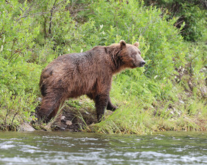A brown bear walking next to a river in Alaska along the Alagnak River.   