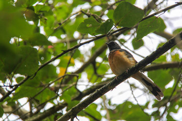 White-Rumped Shama Bird Waimea Falls Hawaii Oahu