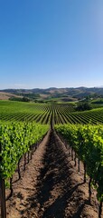 5. **A picturesque vineyard with rolling hills, neatly lined grapevines, and a clear blue sky in the distance.