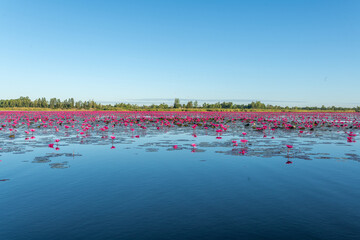 Fototapeta premium Calming nature view of Red Lotus Lake Kumphawapi in Udon Thani, northeast of Thailand