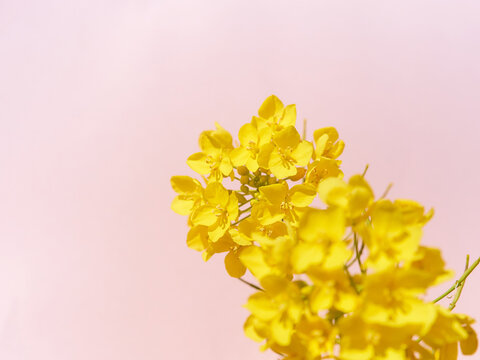 Canola Flower」の写真素材 | 122,330件の無料イラスト画像