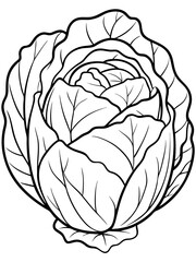 Cabbage line art vector  illustration 
