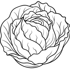 Cabbage line art vector  illustration 