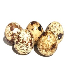 Quail eggs are highly nutritious