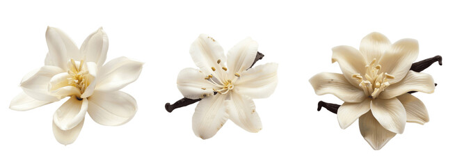 Three white vanilla flowers with a brown stem isolated on a green background.