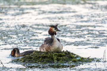 Great Crested Grebe, Podiceps cristatus, water bird sitting on the nest, nesting time on the green lake