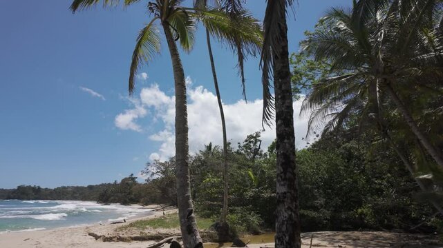 Tropical beach with palm trees and clear blue waters on Red Frog Beach, Bastimentos Island, Panama