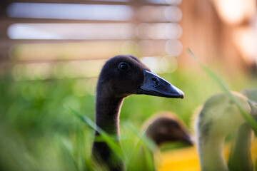 young ducks on the farm in fresh green grass