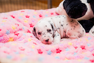 Funny newborn dalmatian puppy sleeps.A cute small dalmatian laying on a soft carpet. Tired animal