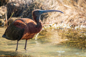 The glossy ibis, latin name Plegadis falcinellus, searching for food in the shallow lagoon.
