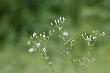 flowers in the meadow