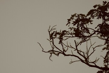 silhouette of a tree in the night