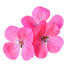 Flower of Geranium isolated on transparent background - PNG format.