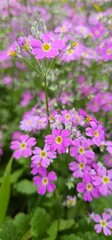 pink flowers in the garden, primula spring flowers close up with depth of field bokeh effect, spring floral background