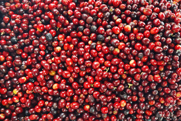 close up of fresh coffee beans for background                 