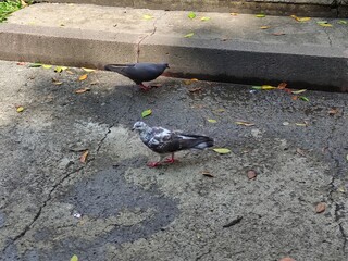  A pair of pigeons walking through the city streets,Un par de palomas  caminando por las calles de la ciudad 