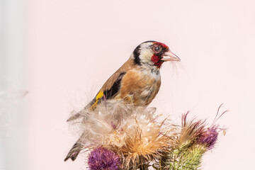 European goldfinch, feeding on the seeds of thistles. Carduelis carduelis.