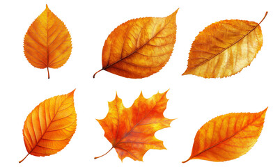 Autumn leaves collection isolated on transparent background