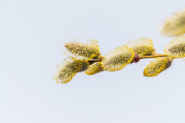 Nature awakes in spring. Blooming willow twigs and furry willow-catkins, so called seals or cats. Holly willow, Salix caprea