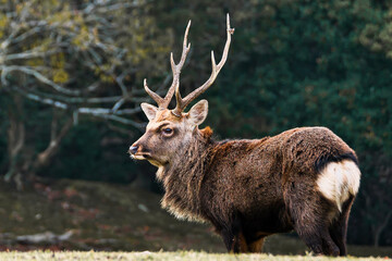 Japanese spotted deer stag in a forest