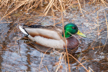 Obraz premium Duck swims in the pond.