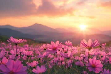 Pink cosmos flowers blooming in a field at sunset with mountain background.