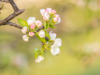 White blossoming apple trees. White apple tree flowers