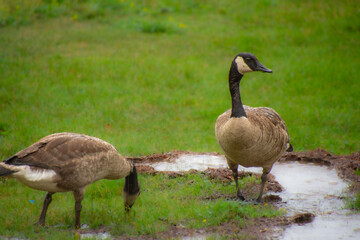 wild goose in a marsh near a Canadian lake in Quebec
