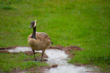 wild goose in a marsh near a Canadian lake in Quebec