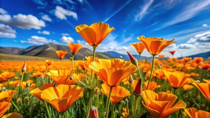 Obraz premium Vibrant California poppies blooming in a beautiful poppy field, wildflowers, orange, sunny, springtime, floral, landscape